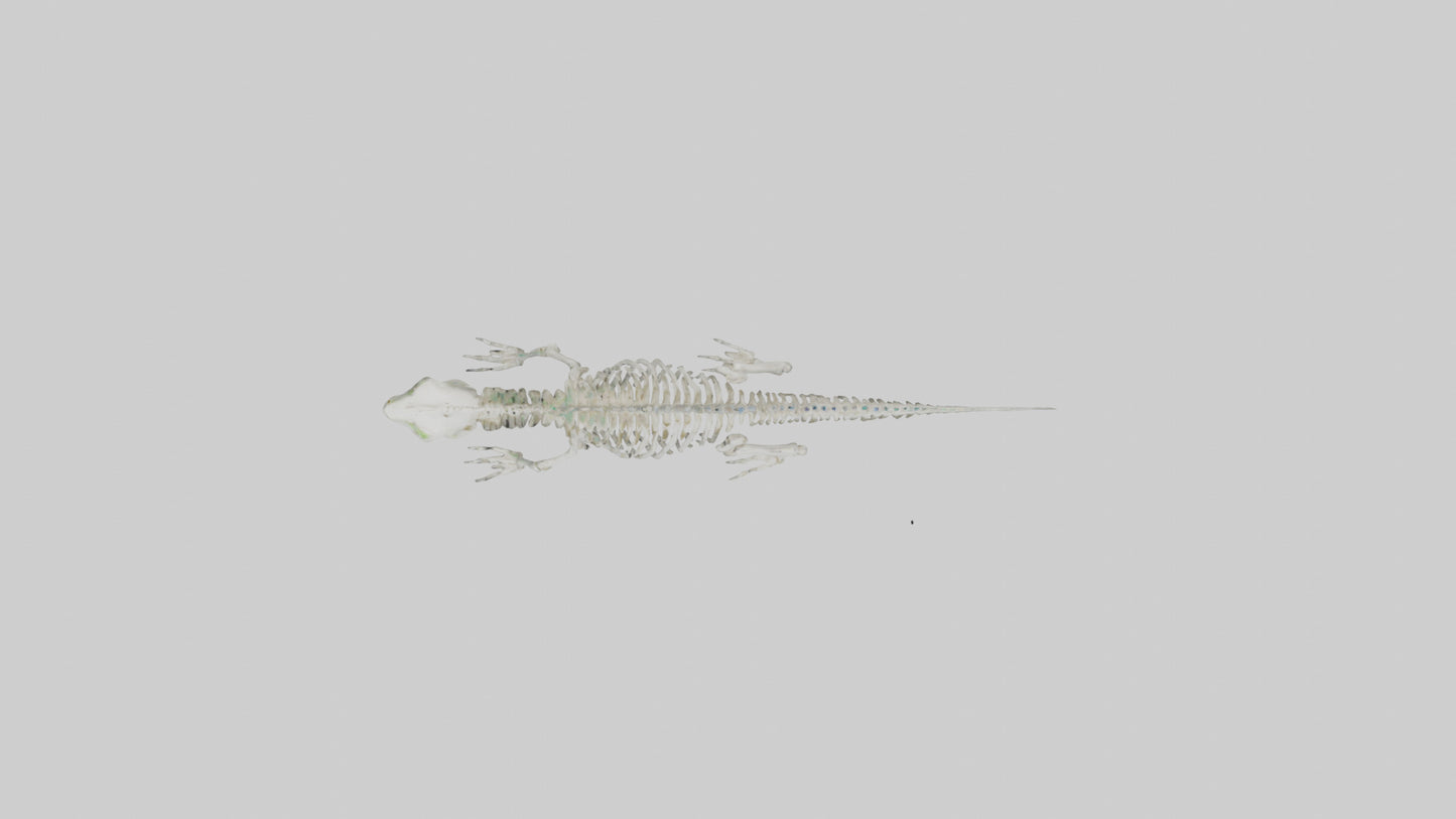 3D model Lizard Skeleton model VR / AR / low-poly