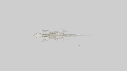 3D model Lizard Skeleton model VR / AR / low-poly