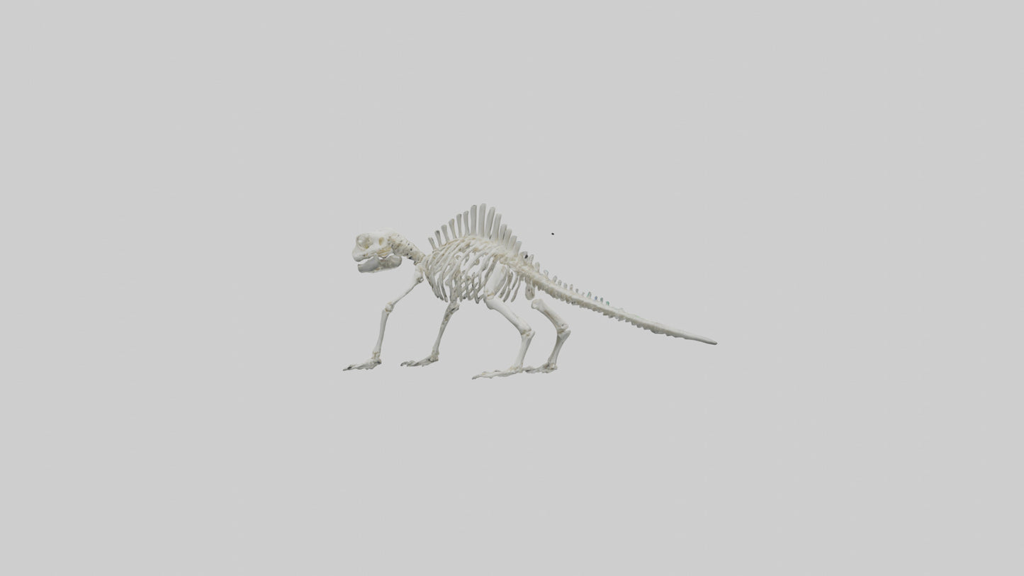 3D model Lizard Skeleton model VR / AR / low-poly