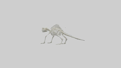 3D model Lizard Skeleton model VR / AR / low-poly