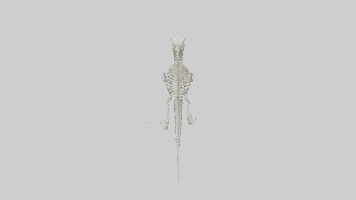3D model Lizard Skeleton model VR / AR / low-poly