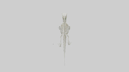 3D model Lizard Skeleton model VR / AR / low-poly