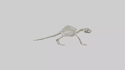 3D model Lizard Skeleton model VR / AR / low-poly