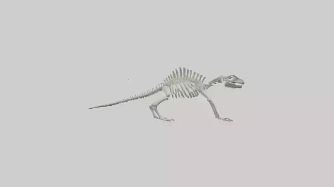 3D model Lizard Skeleton model VR / AR / low-poly