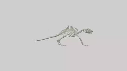 3D model Lizard Skeleton model VR / AR / low-poly