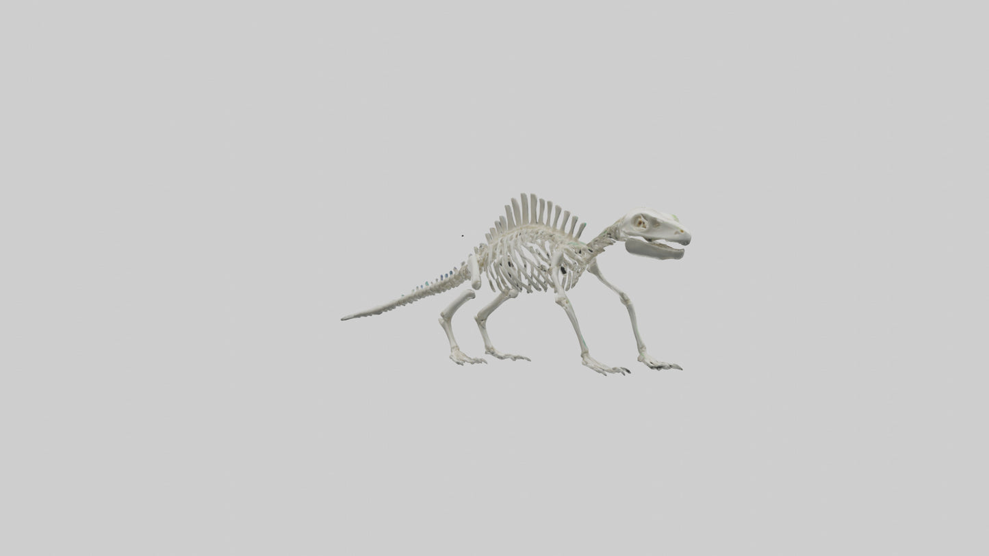 3D model Lizard Skeleton model VR / AR / low-poly
