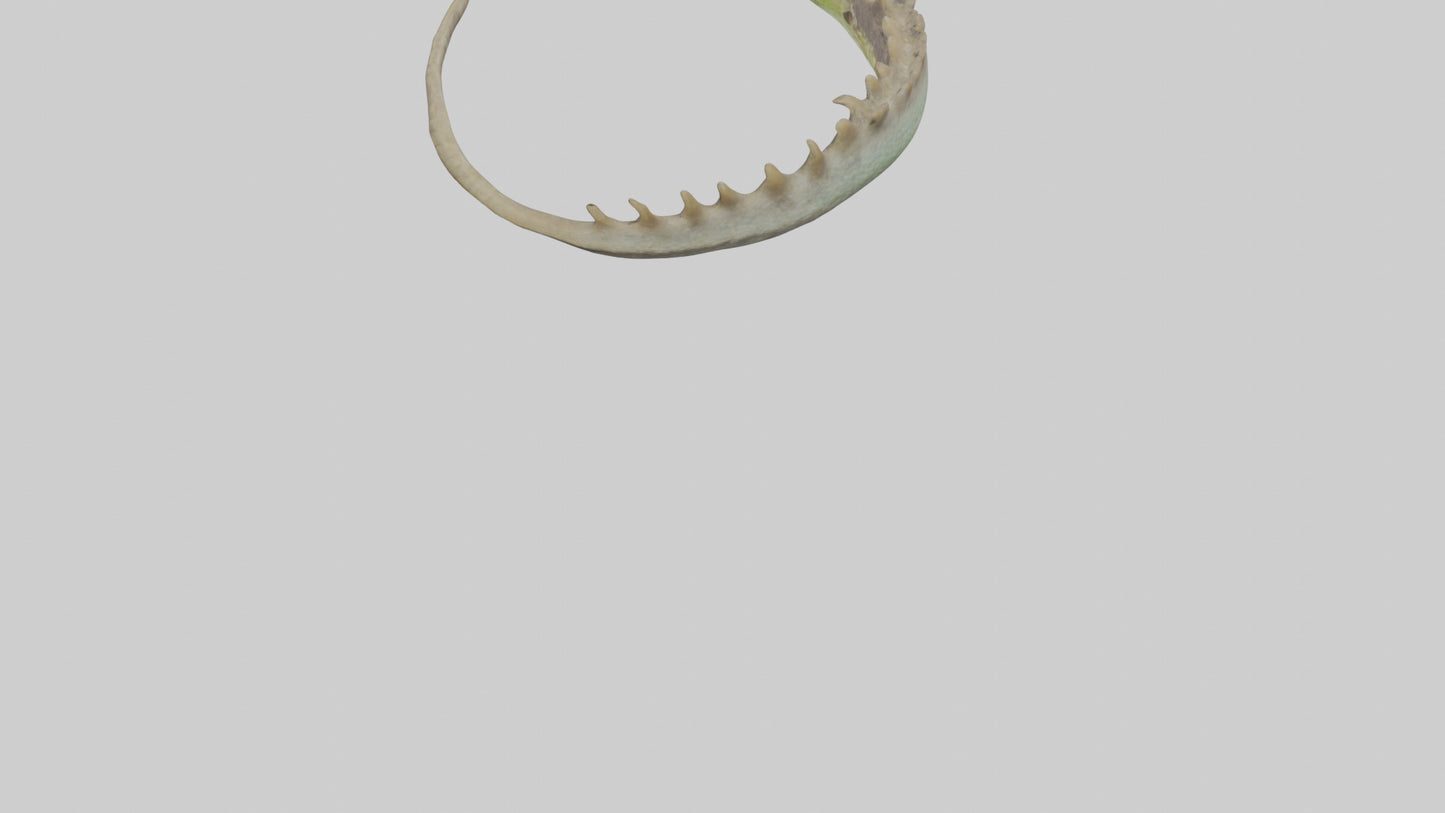 3D model Lizard Spine 2 VR / AR / low-poly