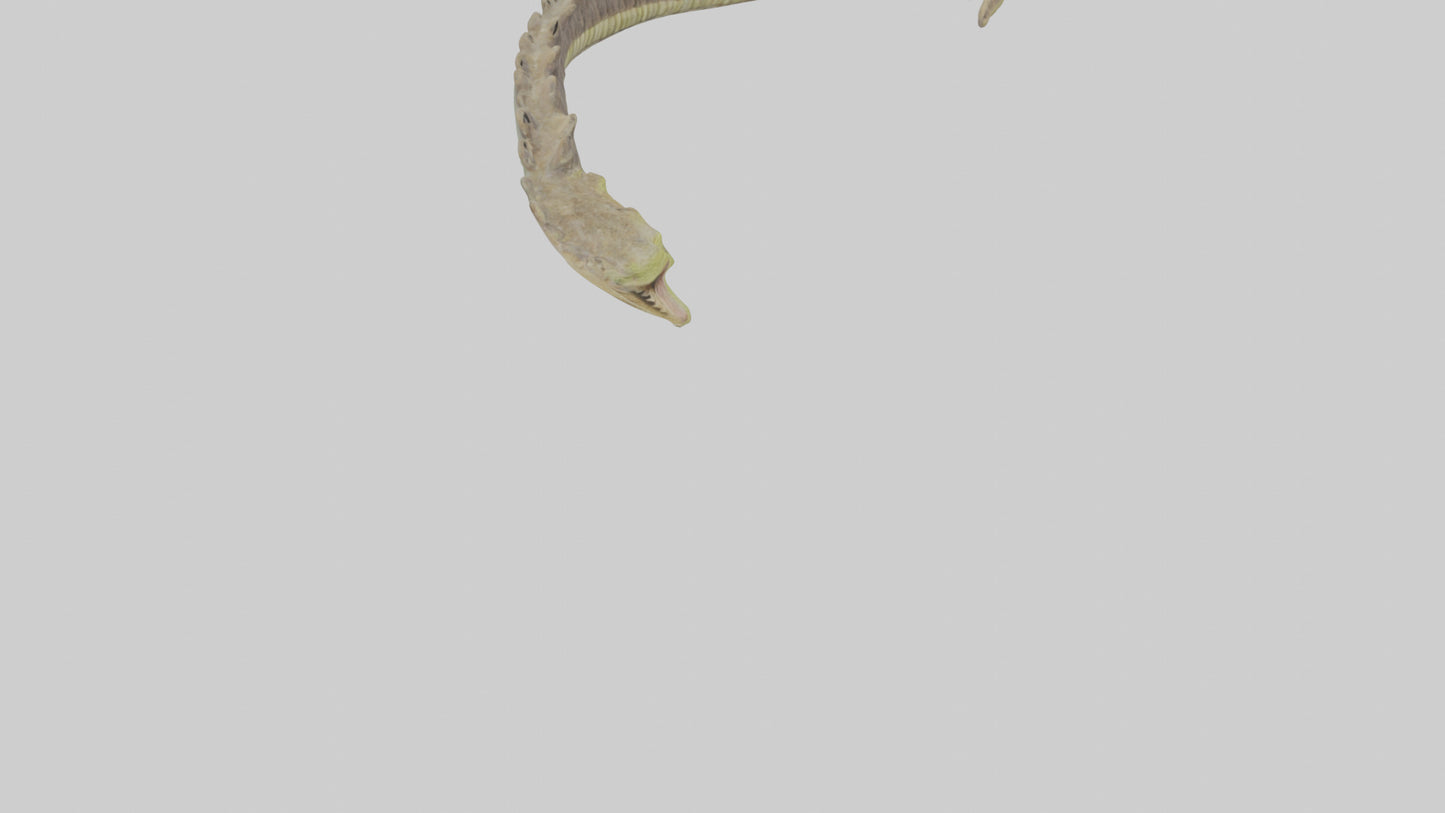 3D model Lizard Spine 2 VR / AR / low-poly