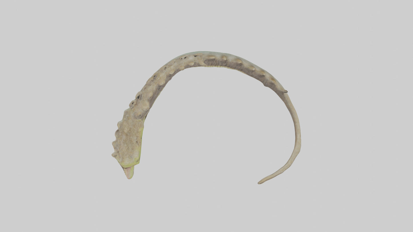 3D model Lizard Spine 2 VR / AR / low-poly