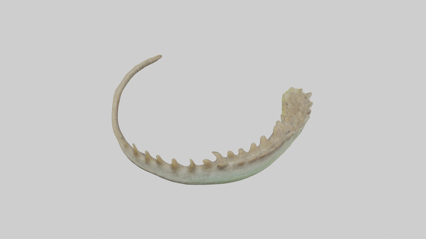 3D model Lizard Spine 2 VR / AR / low-poly