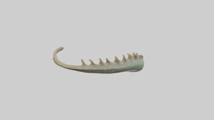 3D model Lizard Spine 2 VR / AR / low-poly