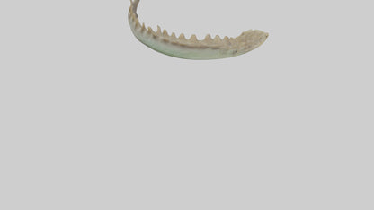 3D model Lizard Spine 2 VR / AR / low-poly
