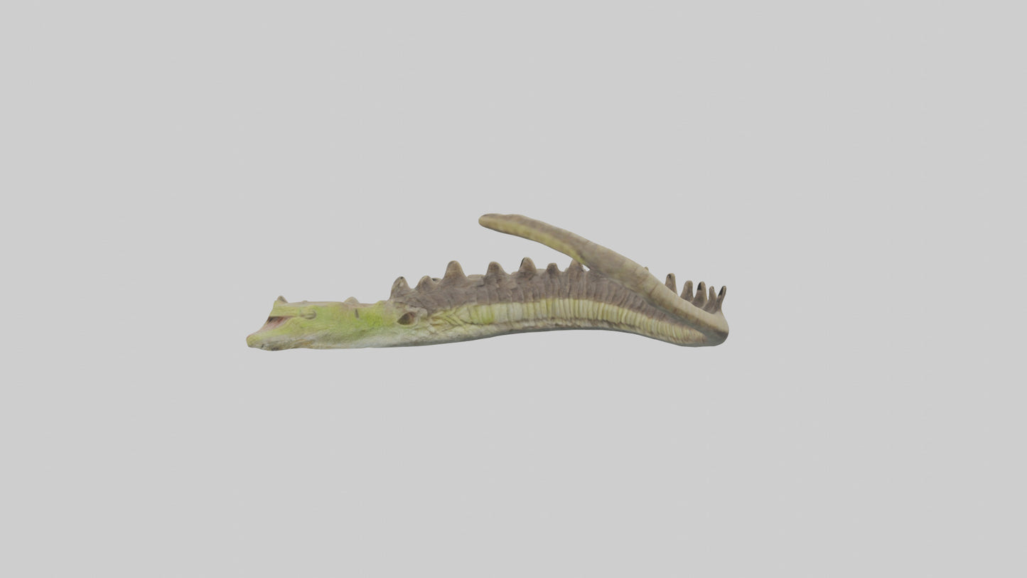 3D model Lizard Spine 2 VR / AR / low-poly