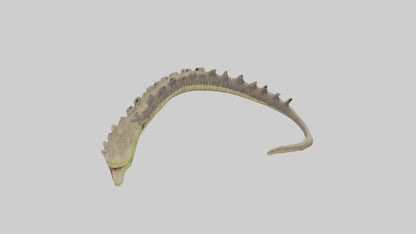 3D model Lizard Spine 2 VR / AR / low-poly