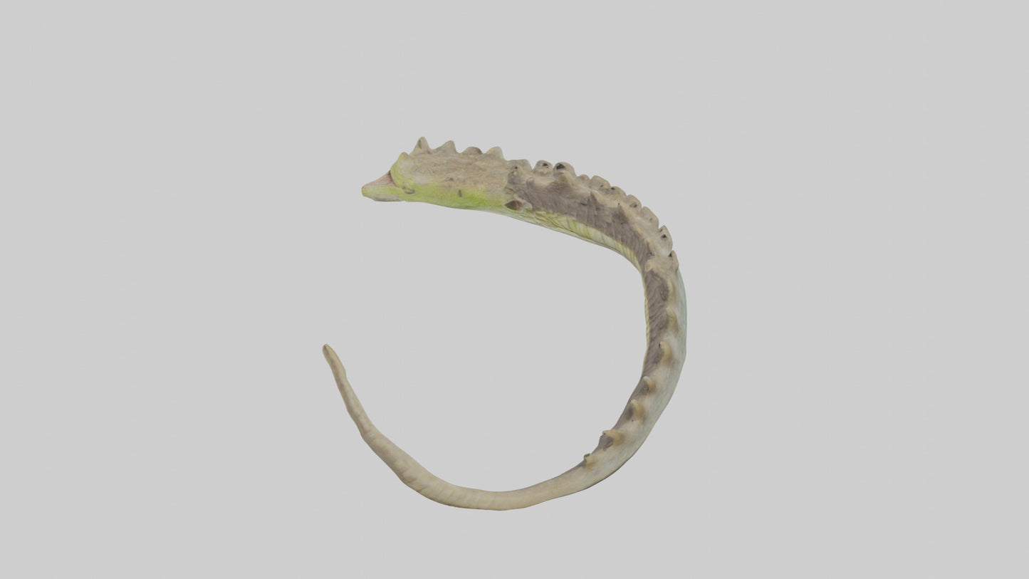 3D model Lizard Spine 2 VR / AR / low-poly