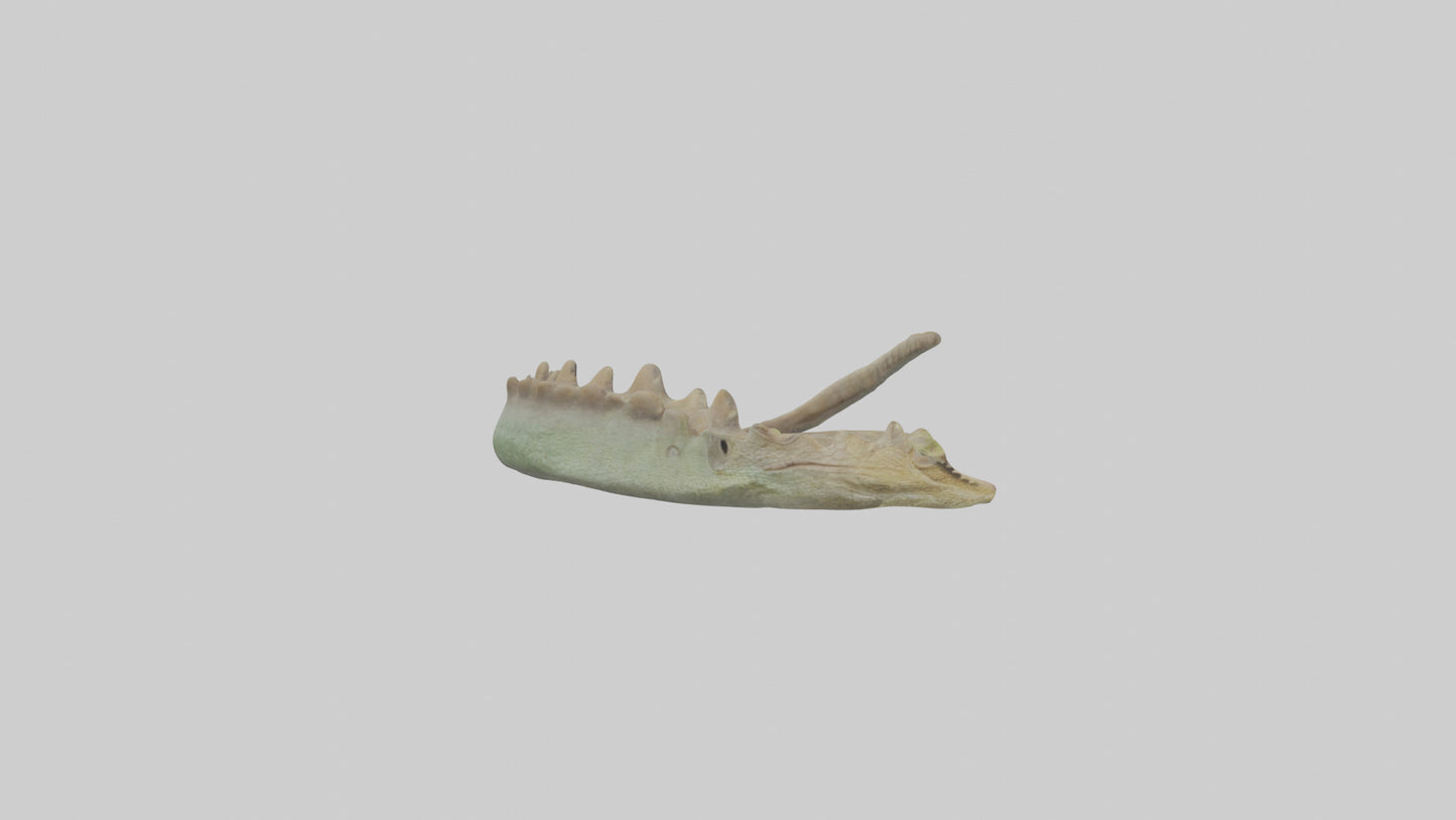3D model Lizard Spine 2 VR / AR / low-poly