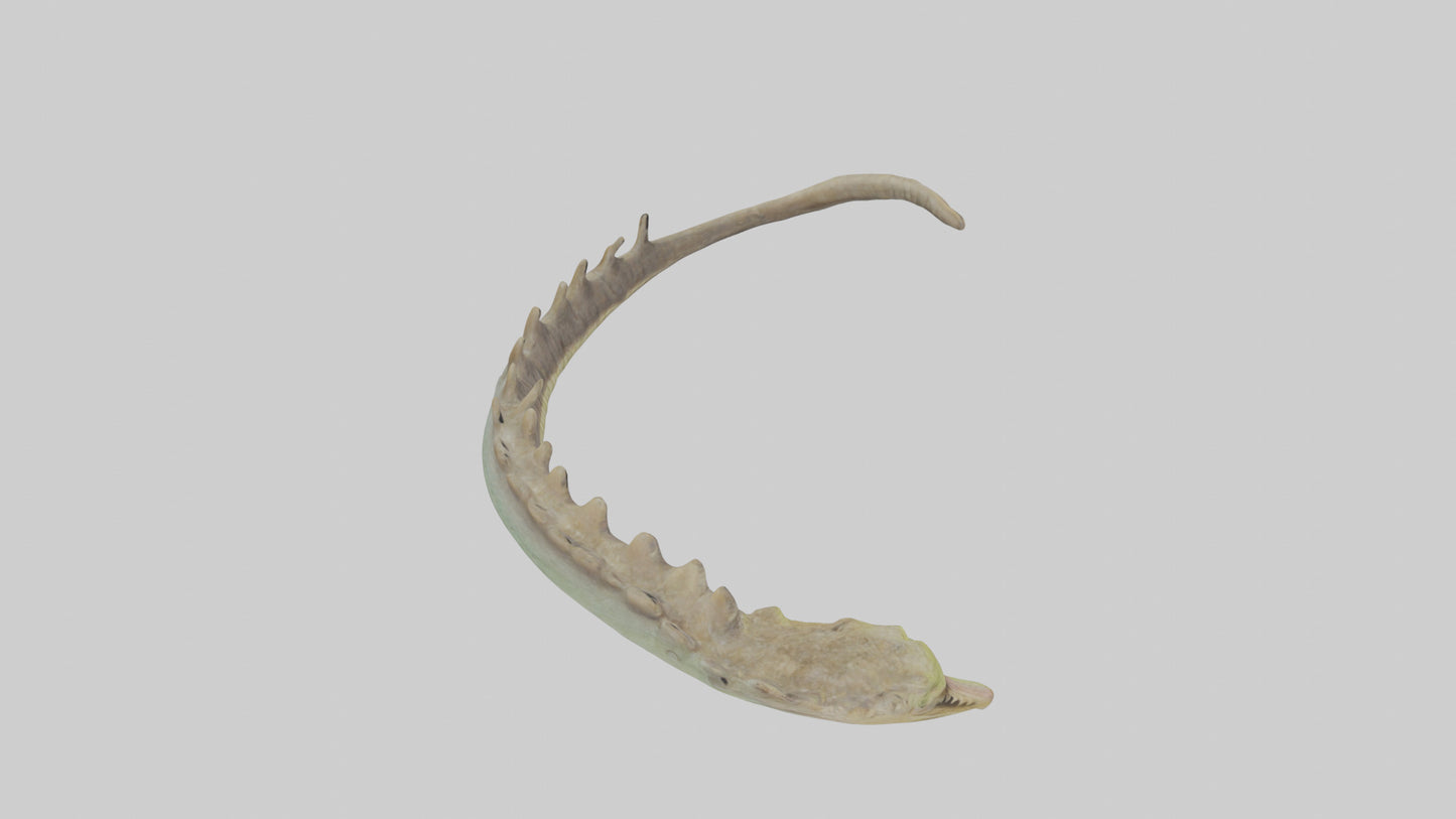 3D model Lizard Spine 2 VR / AR / low-poly