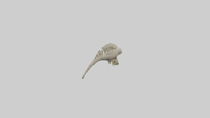 3D model Lizard Spine VR / AR / low-poly