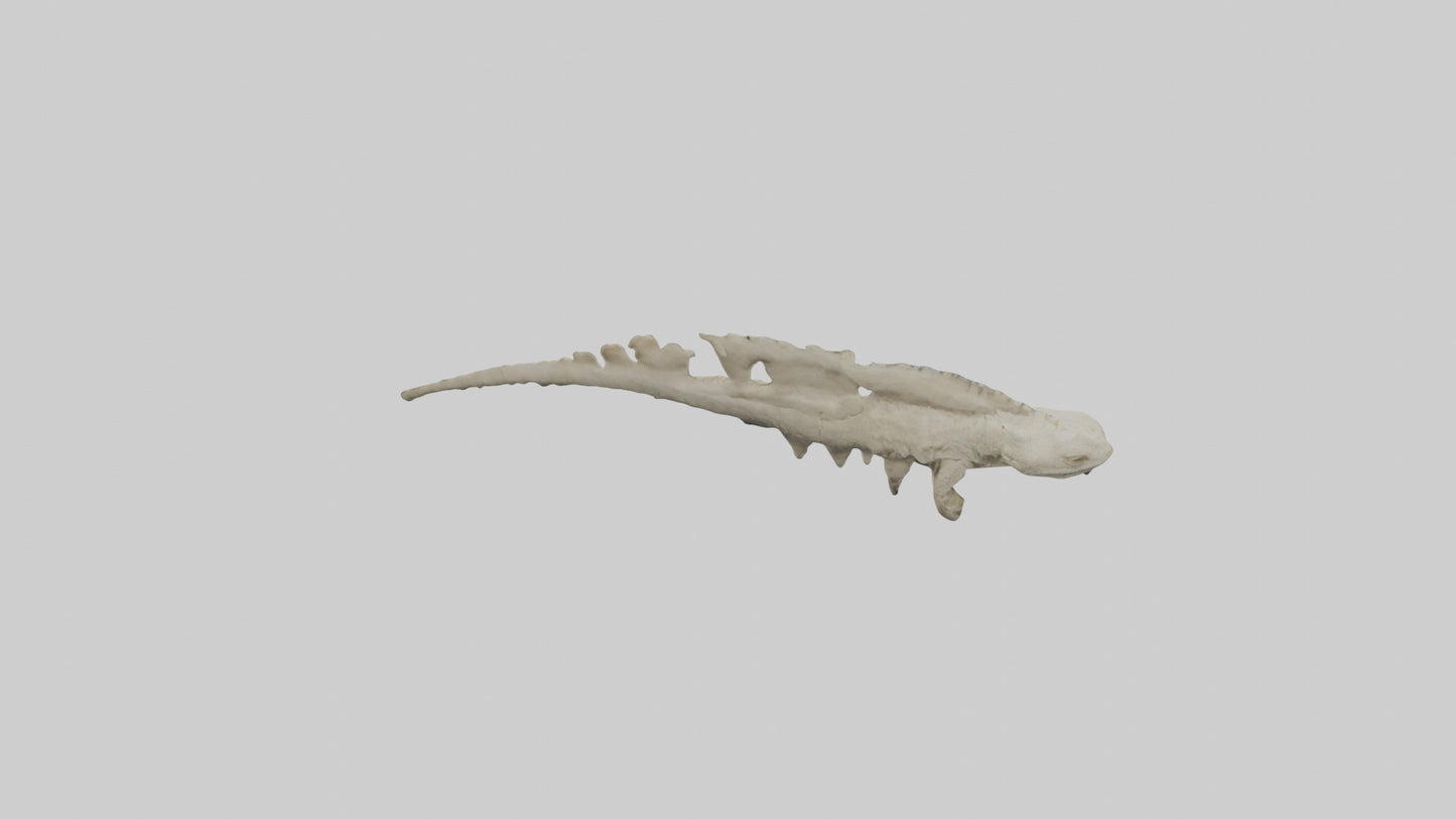 3D model Lizard Spine VR / AR / low-poly