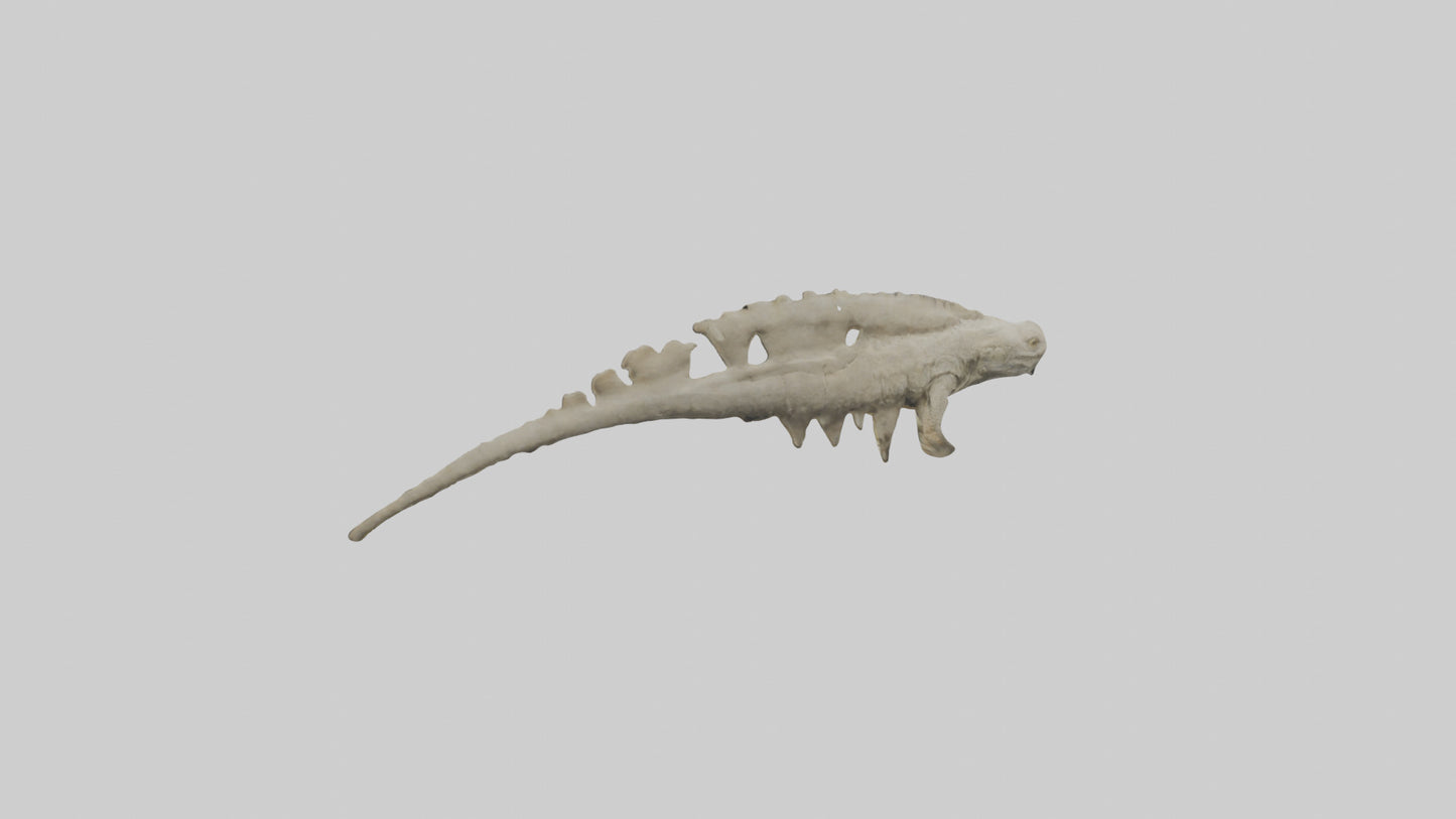 3D model Lizard Spine VR / AR / low-poly