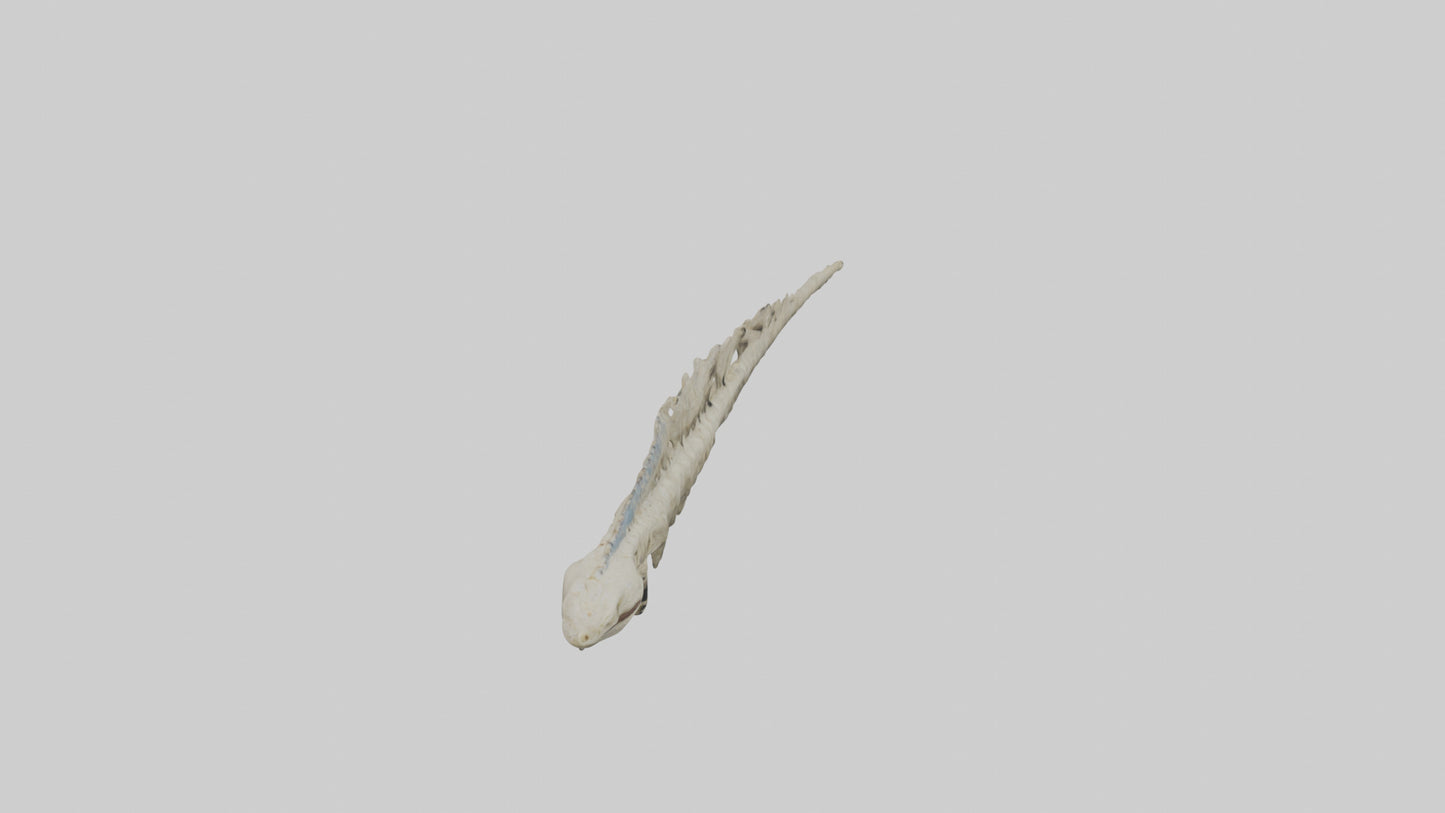 3D model Lizard Spine VR / AR / low-poly