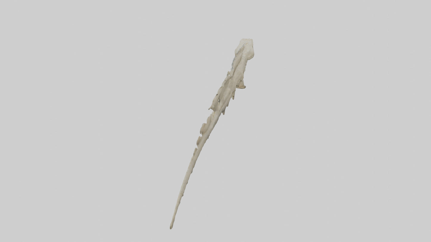 3D model Lizard Spine VR / AR / low-poly