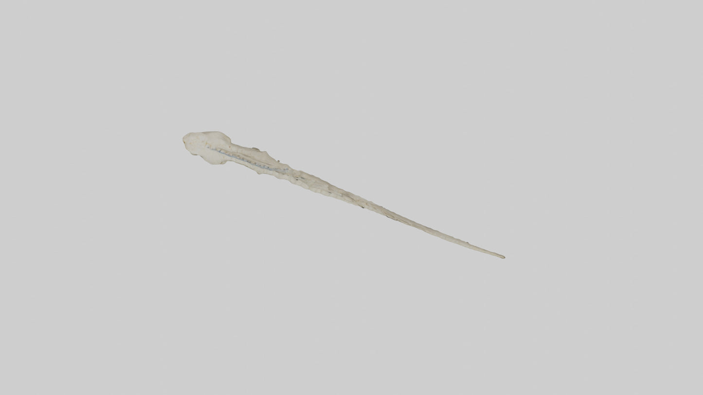 3D model Lizard Spine VR / AR / low-poly