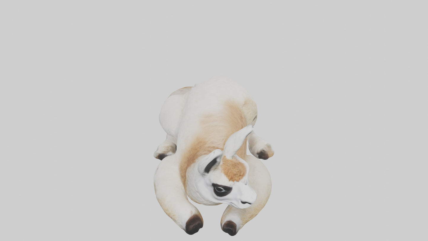 3D model Llama lying down model VR / AR / low-poly