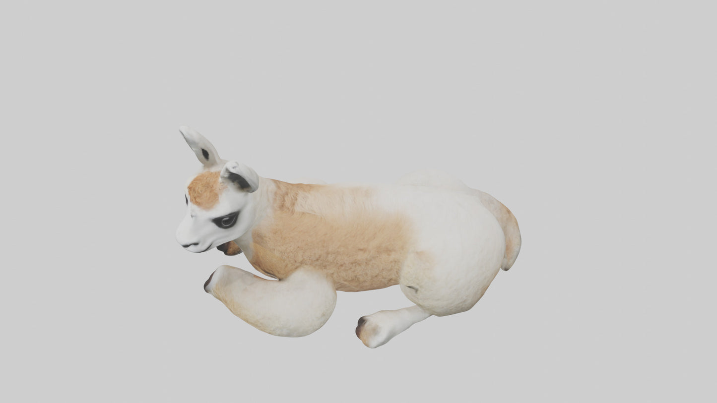 3D model Llama lying down model VR / AR / low-poly