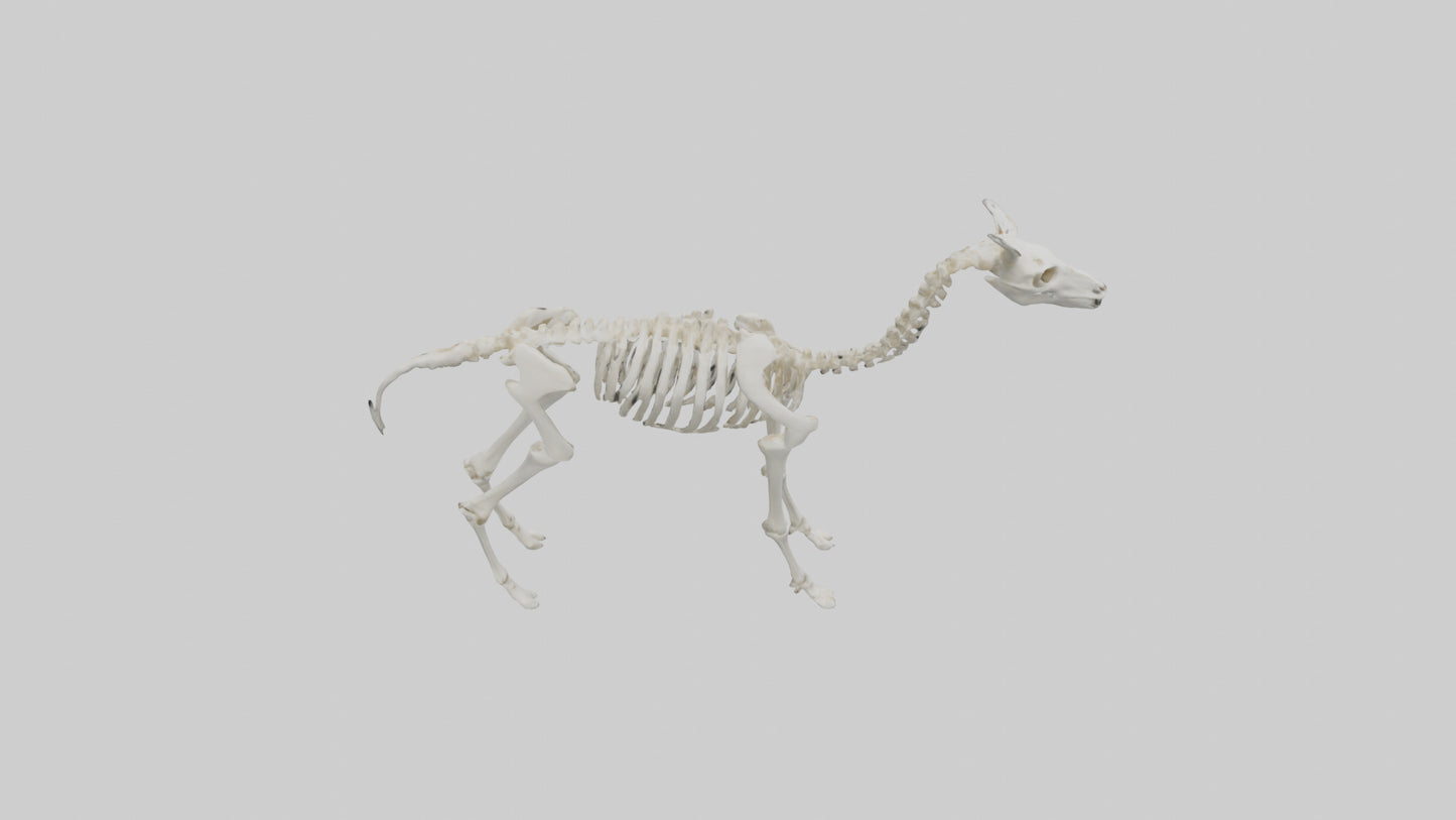 3D model Llama Skeleton model VR / AR / low-poly