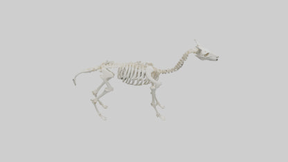 3D model Llama Skeleton model VR / AR / low-poly