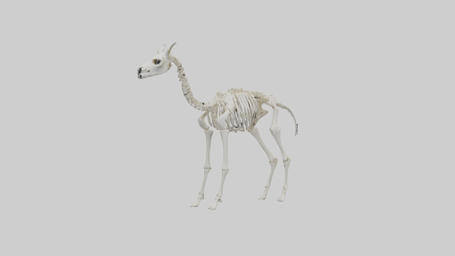 3D model Llama Skeleton model VR / AR / low-poly