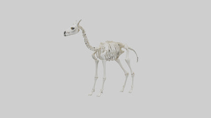 3D model Llama Skeleton model VR / AR / low-poly