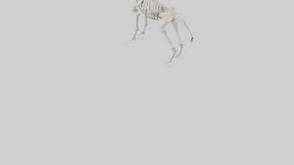 3D model Llama Skeleton model VR / AR / low-poly