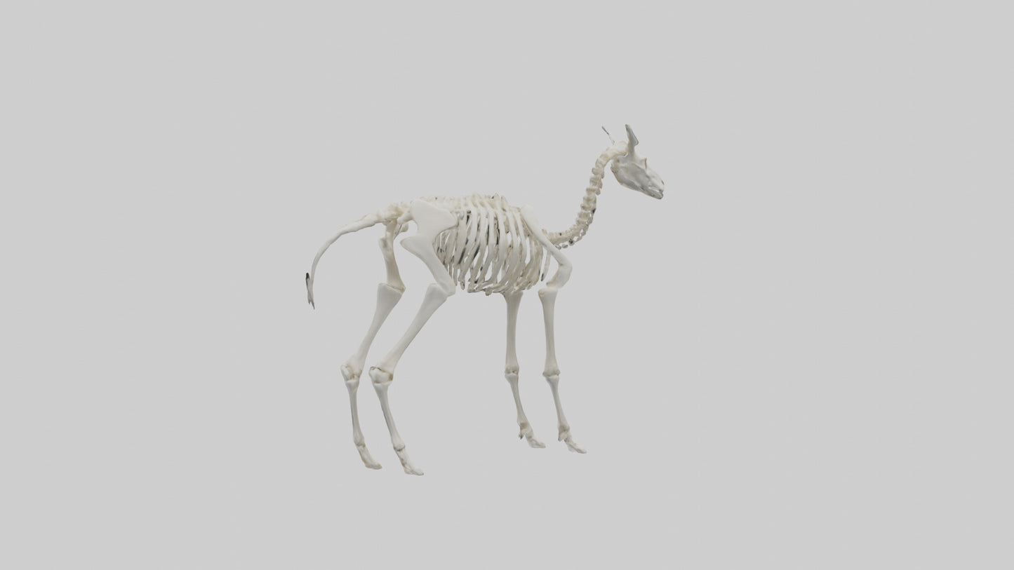 3D model Llama Skeleton model VR / AR / low-poly