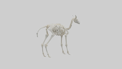 3D model Llama Skeleton model VR / AR / low-poly