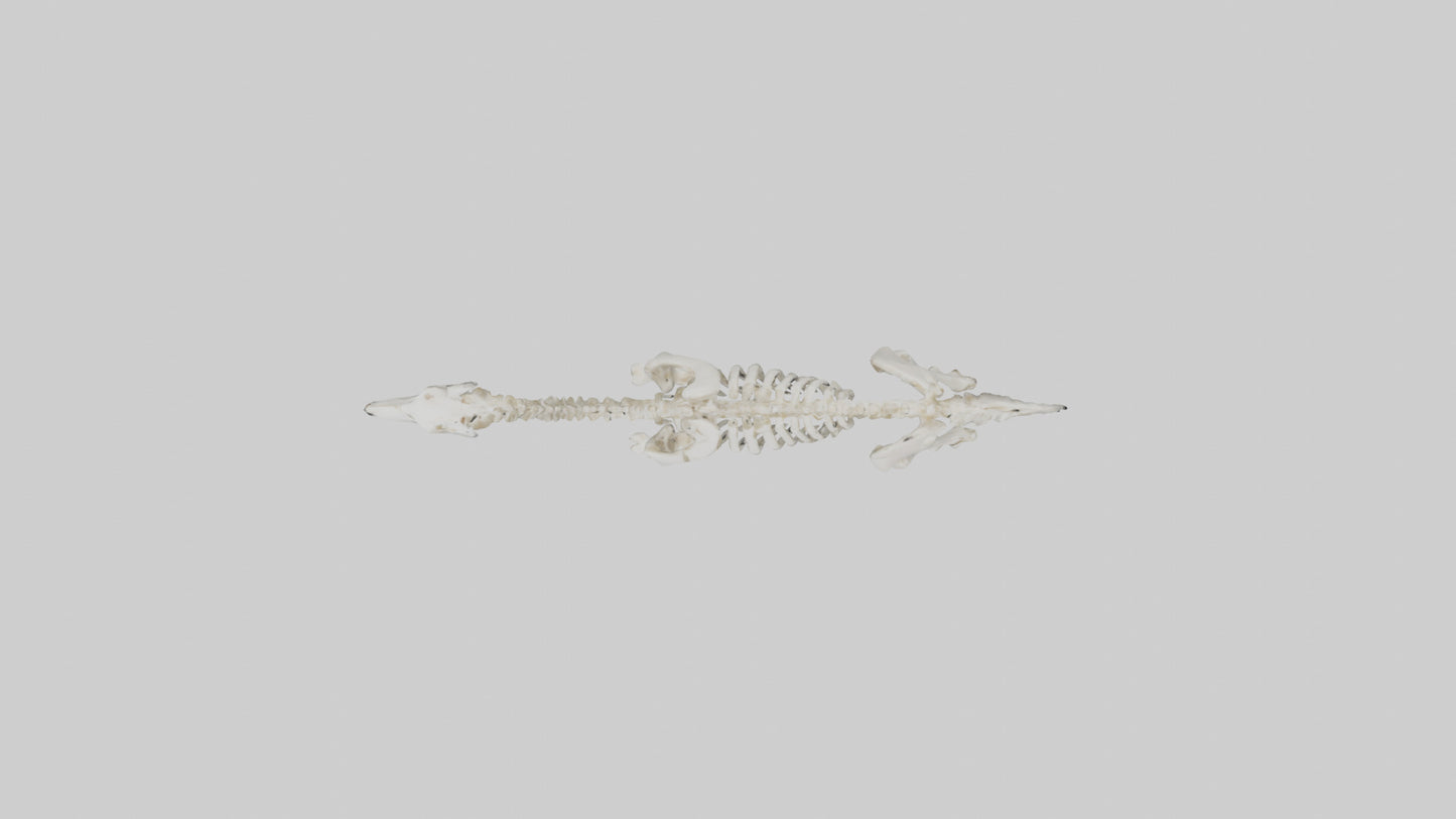 3D model Llama Skeleton model VR / AR / low-poly