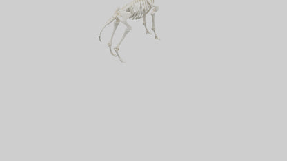 3D model Llama Skeleton model VR / AR / low-poly