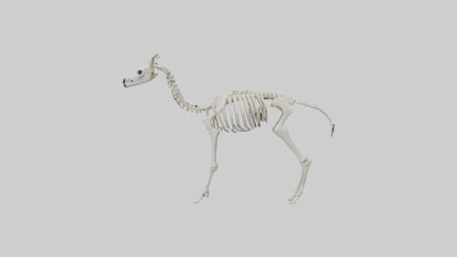 3D model Llama Skeleton model VR / AR / low-poly