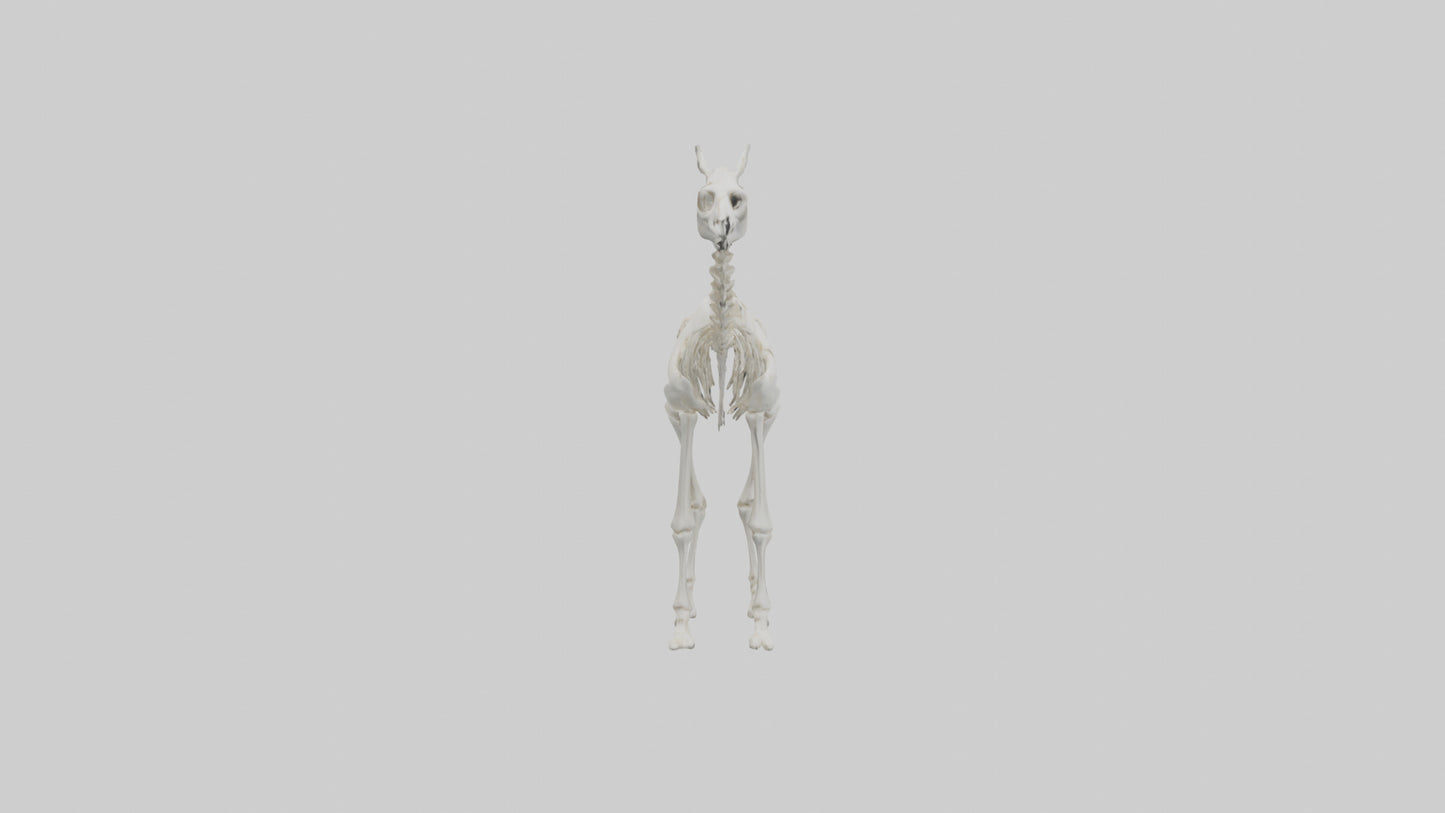 3D model Llama Skeleton model VR / AR / low-poly