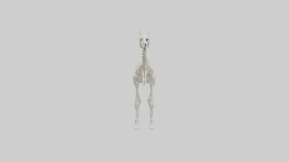 3D model Llama Skeleton model VR / AR / low-poly