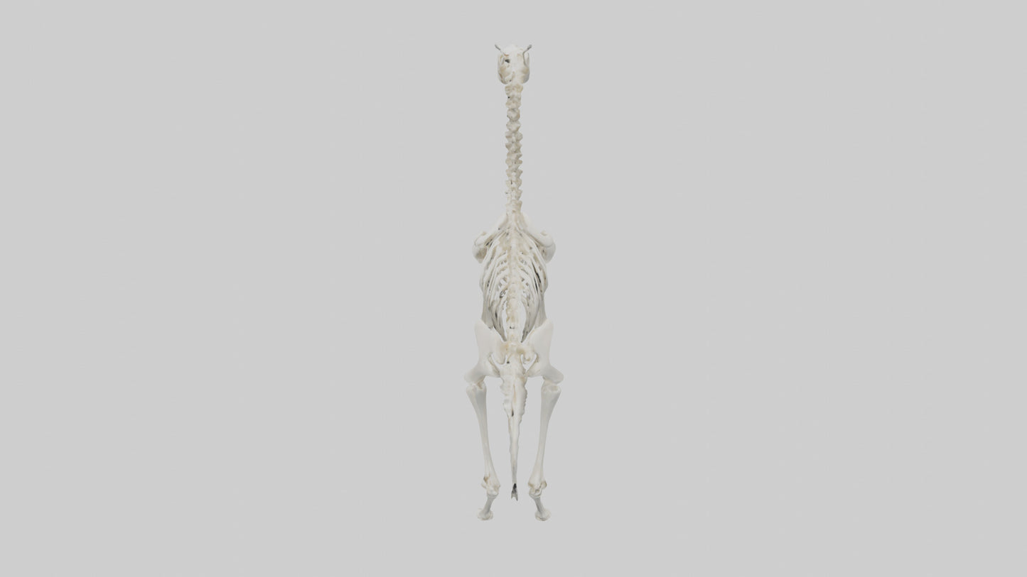 3D model Llama Skeleton model VR / AR / low-poly