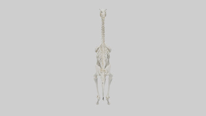 3D model Llama Skeleton model VR / AR / low-poly