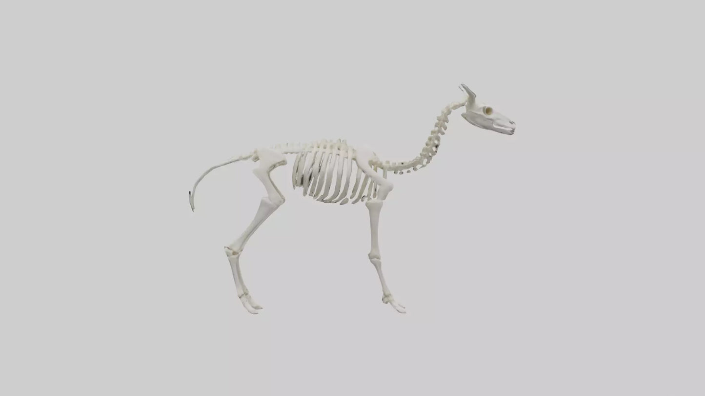 3D model Llama Skeleton model VR / AR / low-poly