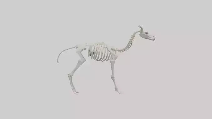 3D model Llama Skeleton model VR / AR / low-poly