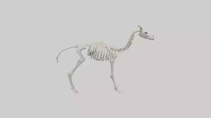 3D model Llama Skeleton model VR / AR / low-poly