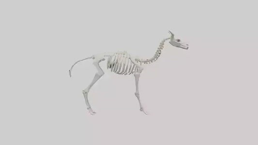 3D model Llama Skeleton model VR / AR / low-poly