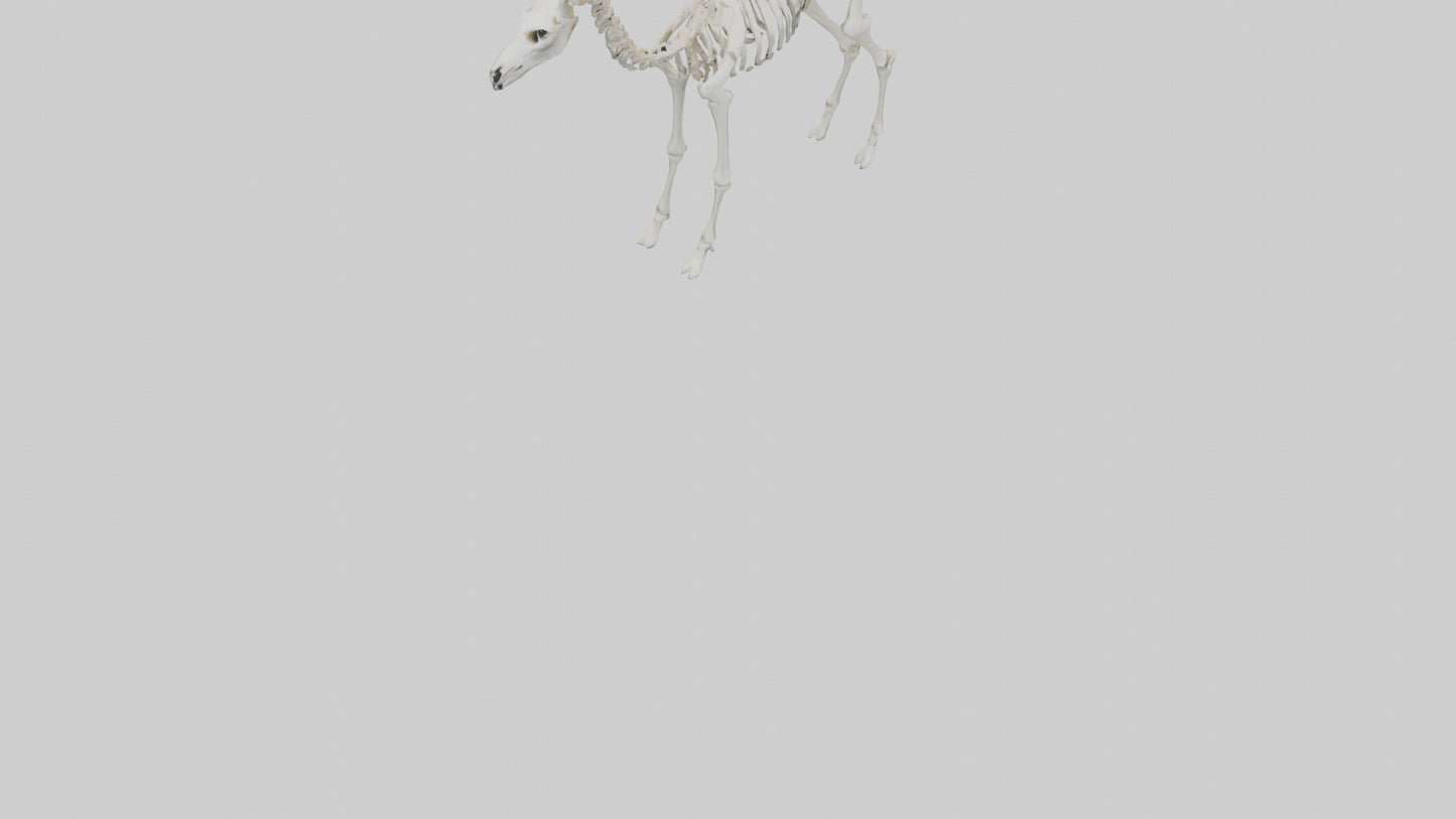 3D model Llama Skeleton model VR / AR / low-poly