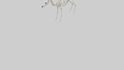 3D model Llama Skeleton model VR / AR / low-poly