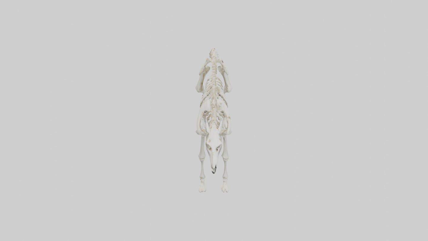 3D model Llama Skeleton model VR / AR / low-poly